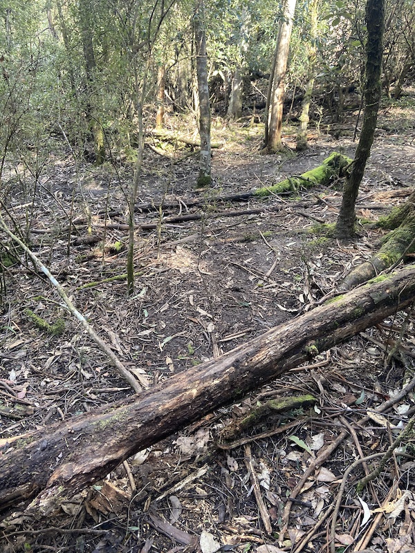 Gold Digger Mountain Biking Trail Hobart Trailforks