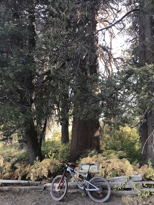 Champion Lodgepole Trail Mountain Biking Trail Big Bear