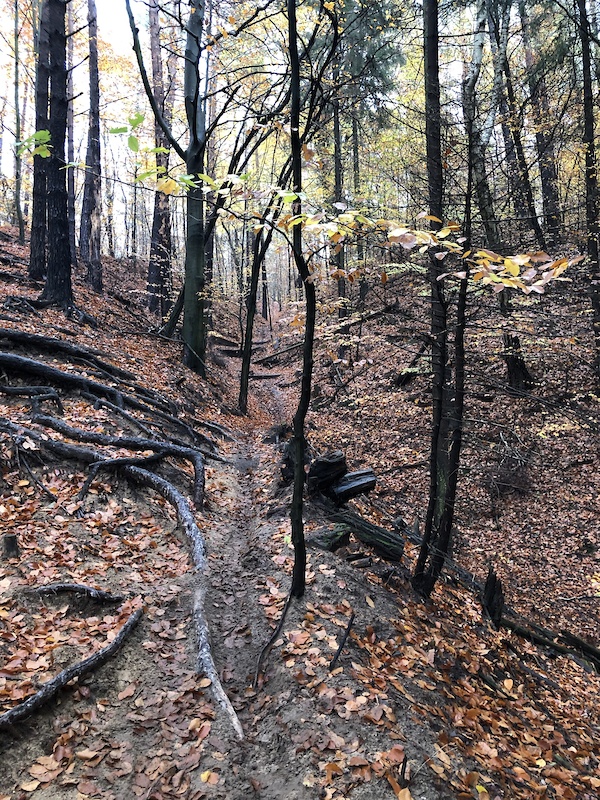 Heide Trail D Mountain Biking Trail Dresden Heide Trail D Mountain Biking Trail Dresden