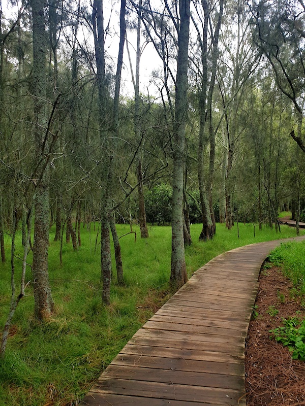 Lane Cove River Track Hiking Trail Hornsby