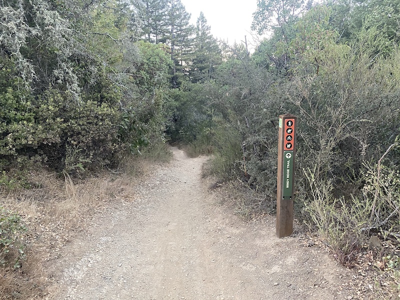 Windy Ridge Trail Multi Trail - Mill Valley, California