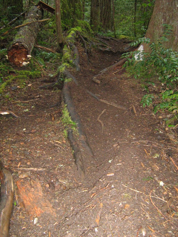 The trail's end. That root is soo slippy and legendary.