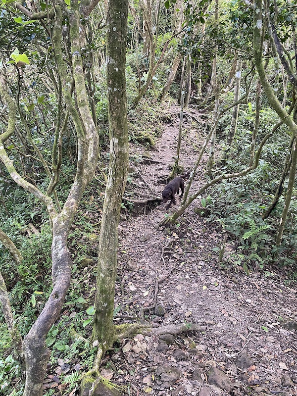 Harriet Hollister Spencer State Recreation Area, Springwater Mountain