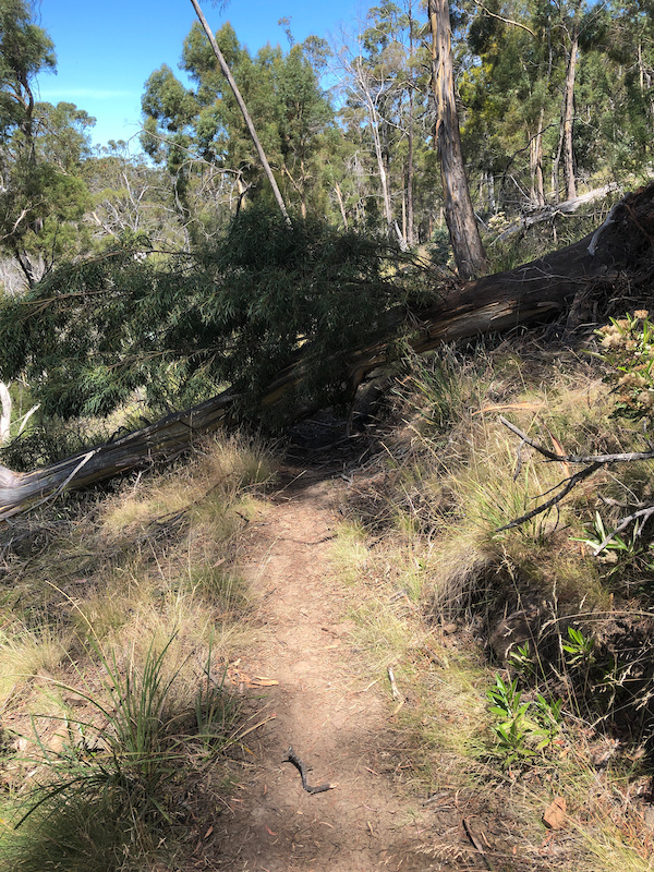 Caves Hill TrackThe Reach Around Mountain Biking Trail Hobart