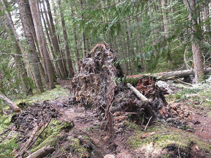 Skookum Flats Mountain Biking Trail Greenwater, WA