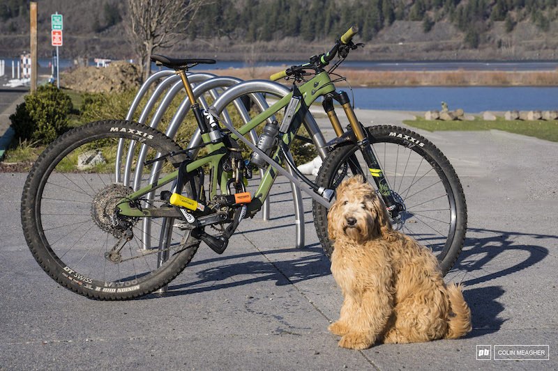 6 good reasons to use a bike trailer for dogs! 