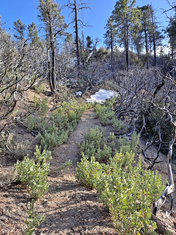 Mar 10, 2021 Kellner Canyon Trail Trail Report Trailforks