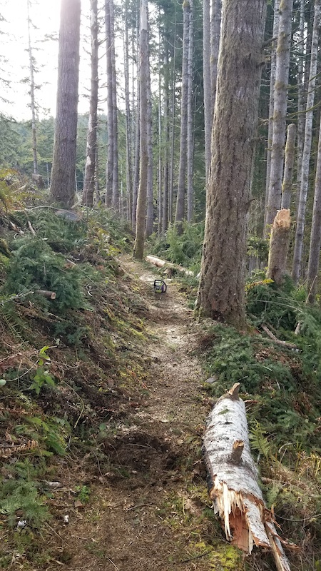 Slaveiu Ridge Remote Path B-Line (Sylvia Ridge Trail) Mountain Biking Trail - Montesano