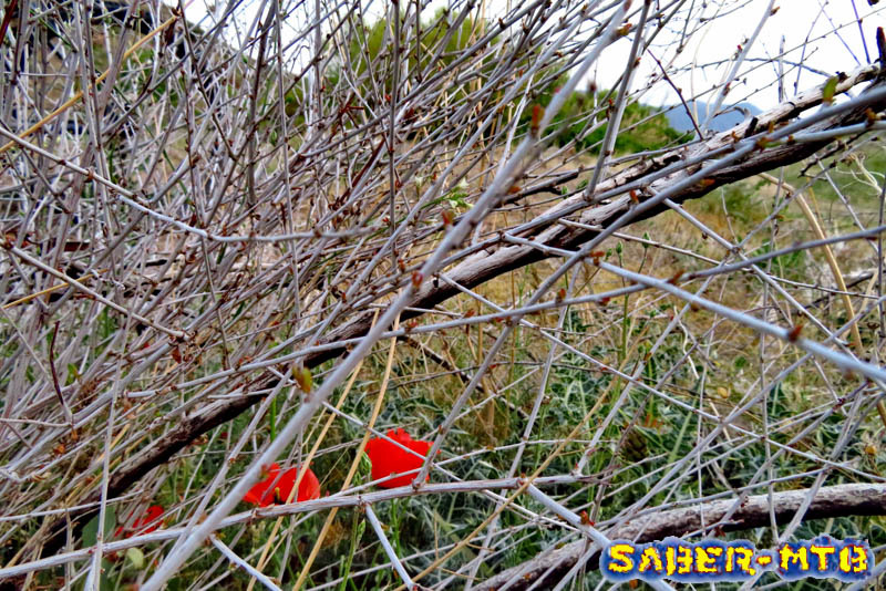 Poppies in Thorns