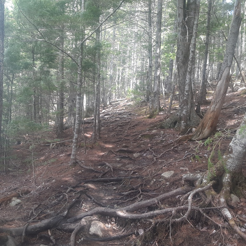 Oakfield Provincial Park, Oakfield Mountain Biking Trails Trailforks