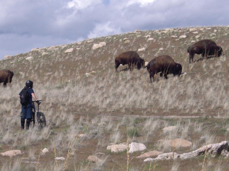 These dam things chased us off the trail. (antelope island is not very adventurous, except when buffalo's chase you)