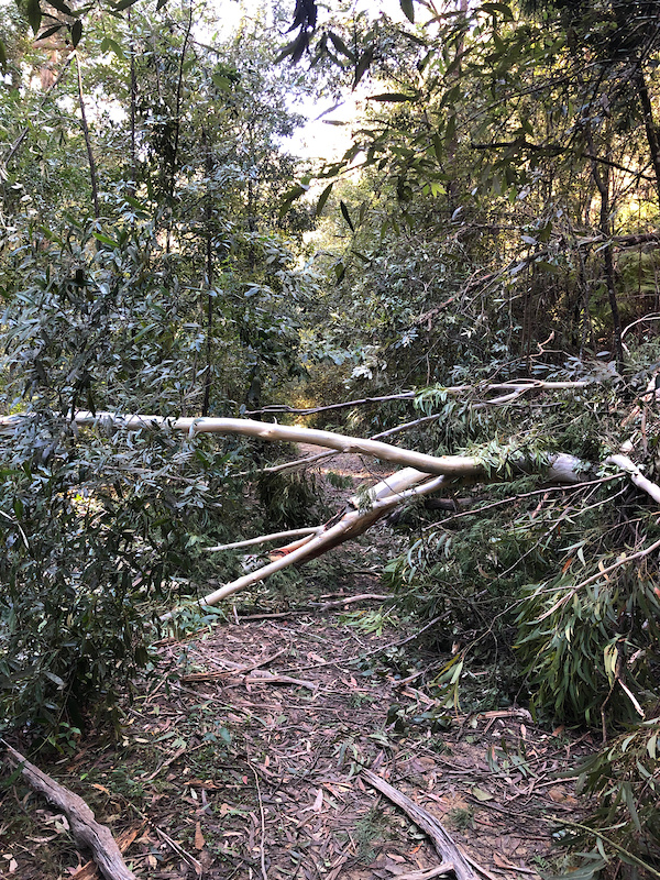 Lane Cove Valley Track Mountain Biking Trail Hornsby