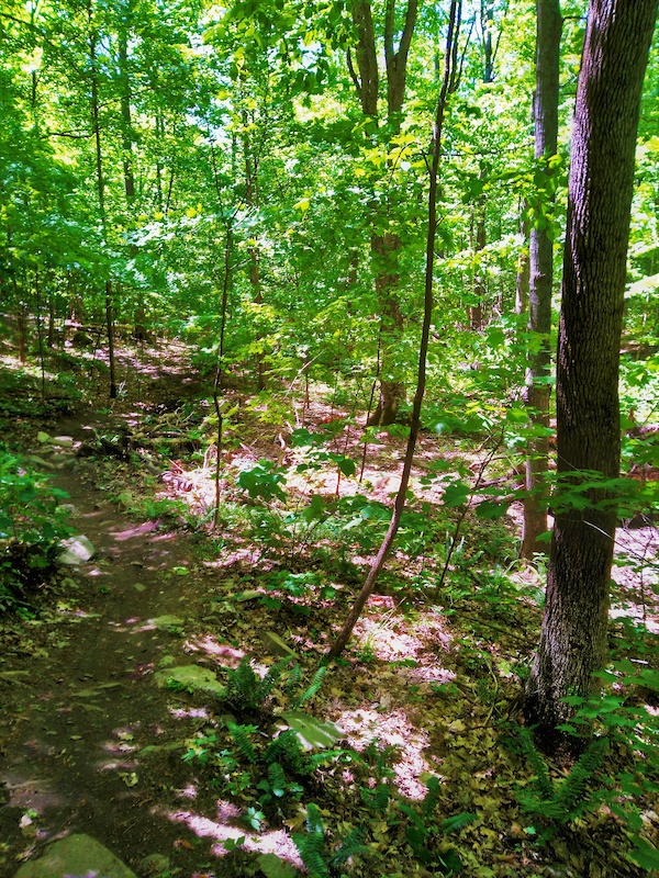Saxon Hill, Essex Mountain Biking Trails Trailforks