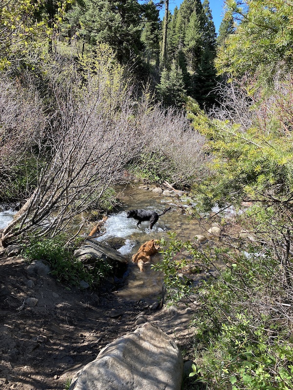 Corbly Gulch Mountain Biking Trail Bozeman, Montana
