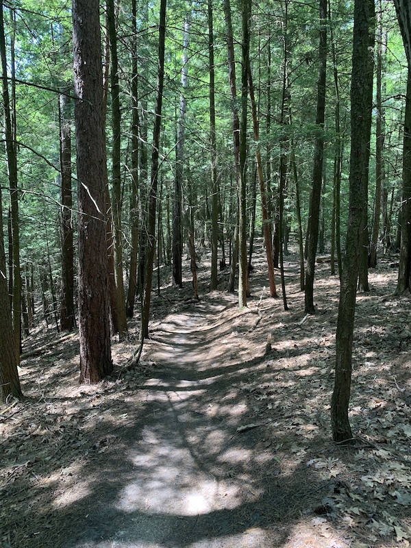 Mo Flow Mountain Biking Trail Essex, Vermont