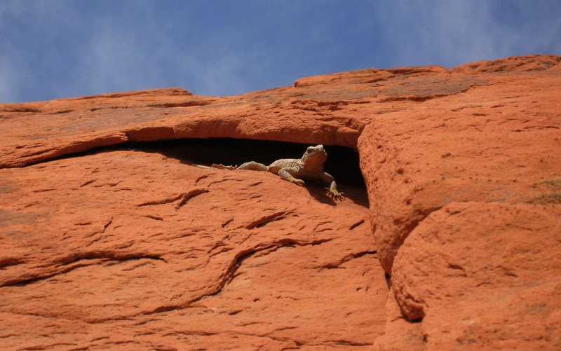 Chuckwalla lizard on a sandstone cliff.