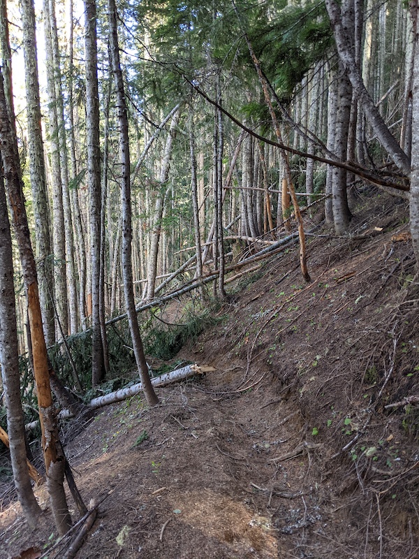 Suntop Multi Trail Greenwater, Washington Trailforks