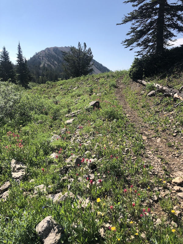CDT Targhee Pass Mountain Biking Trail West Yellowstone