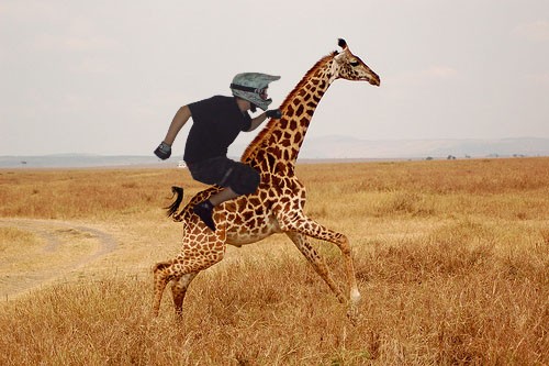 i got bored and i thought im going to ride a giraffe