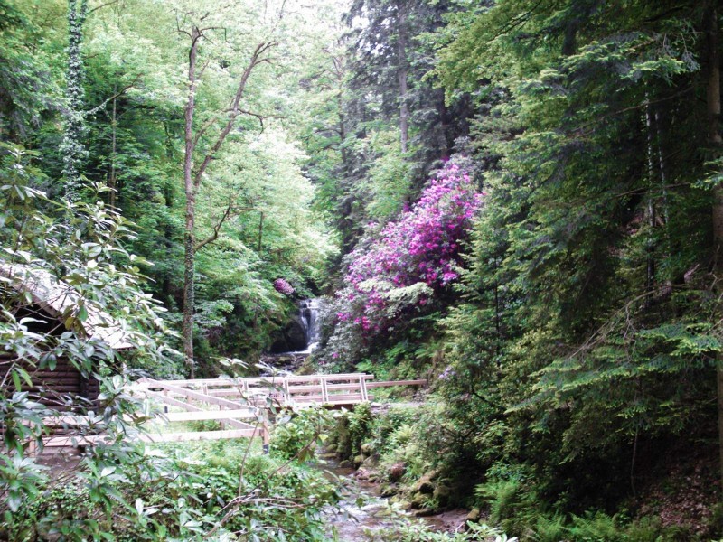 Baden-Baden`s tropical valley.
Geroldsauer Wasserfall.