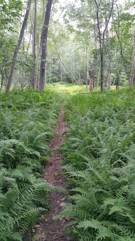 Quick Lake Trail Hiking Trail - Livingston Manor, NY