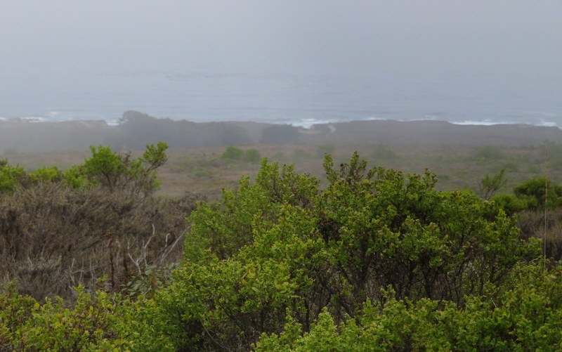 Central Coast Surf.