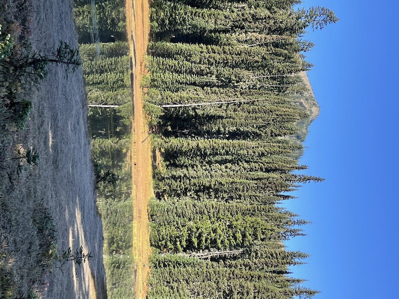 Crystal Mountain Trail Multi Trail Greenwater, WA