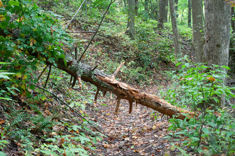 Curry Mountain Trail Hiking Trail Gatlinburg, Tennessee