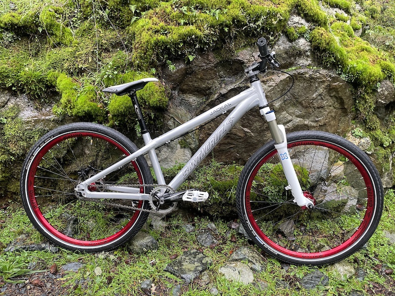 santa cruz jackal