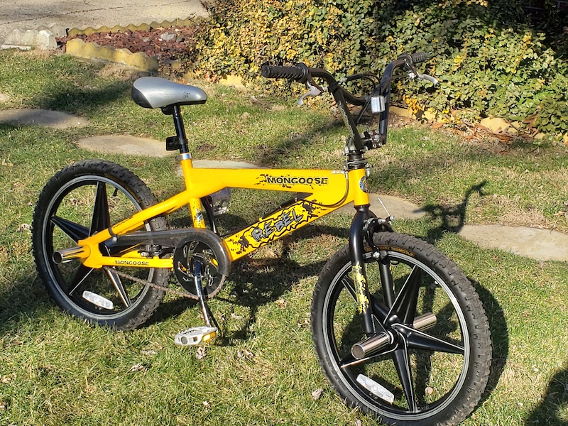 yellow mongoose rebel