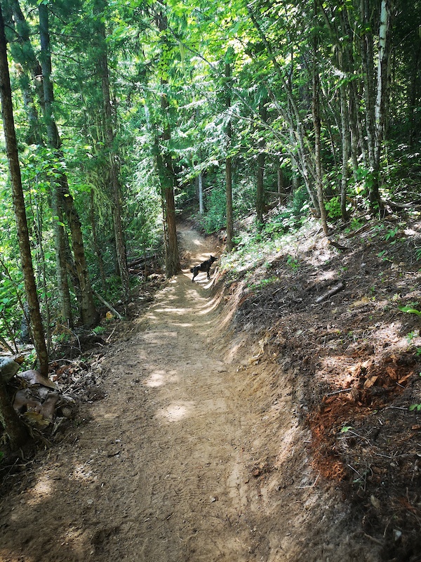 Friendly Giant Mountain Biking Trail Kaslo, BC
