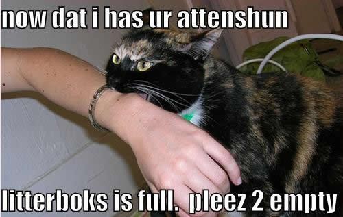 haha funny cat