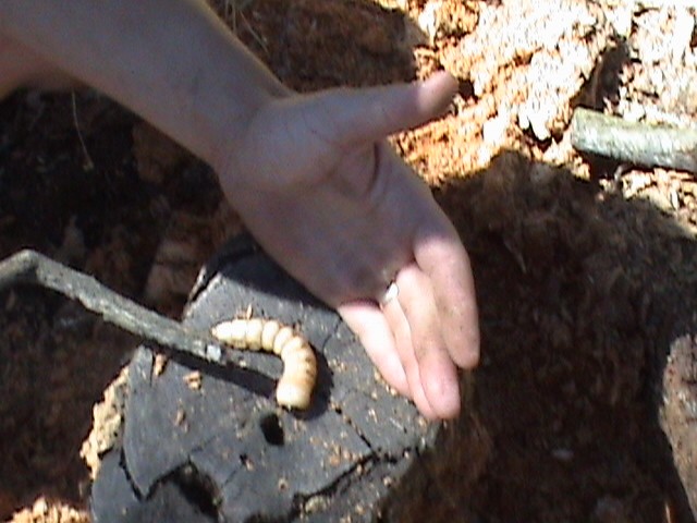 A termite I have never seen one this big! When We pulled apart the stump further(took about 12 inches off it) Found the entire thing was infested with a NEST of these giant wood worms! I measured it... 4.5 inches and 3/4 inch around (make some lady happy) they felt like my finger too YUCK