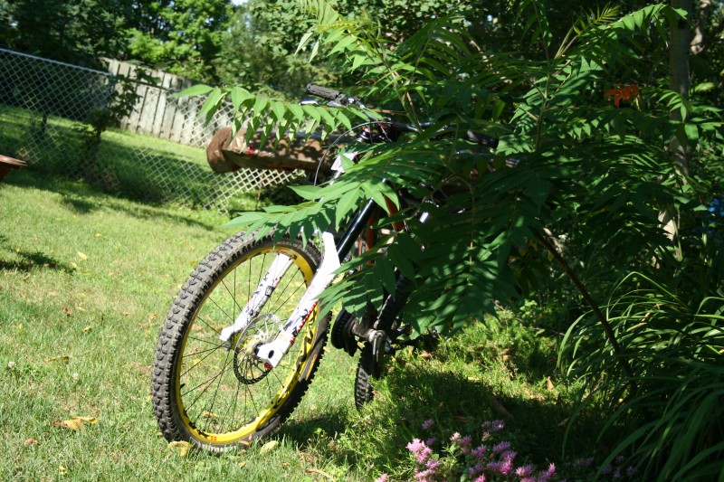 my bike hiden behing some plants