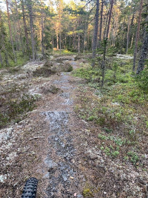 The Fruit Loop Multi Trail Örnberget, Timrå