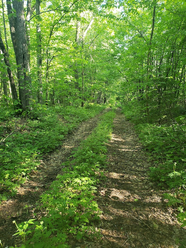 Ice Age (Kettlebowl) Hiking Trail Wisconsin