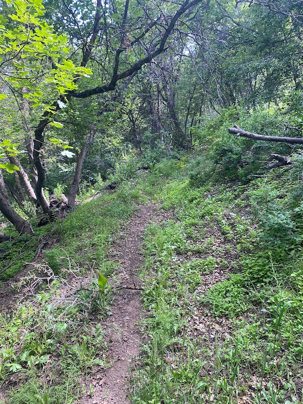 Green Mile Mountain Biking Trail Eden, Utah