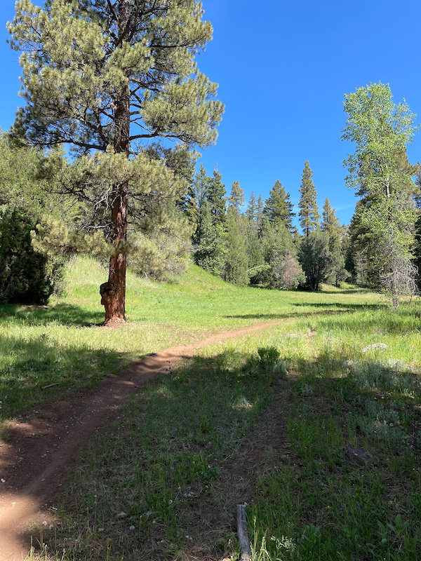 Mapleton Sawmill Hollow Trail Mountain Biking Route Trailforks mapleton-sawmill-hollow-trail-mountain-biking-route-trailforks