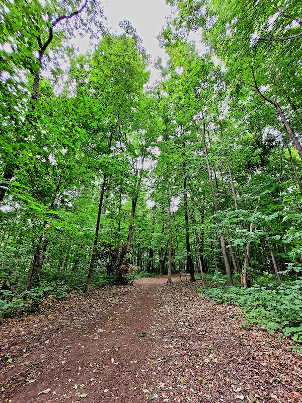 Windrush Woods Main Trail Hiking Trail Mississauga