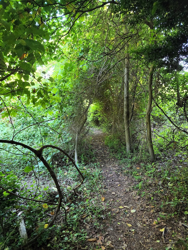 Sunken Meadow State Park Mountain Biking Trails | Trailforks