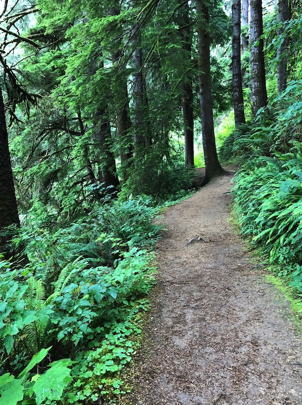 Tugman Mountain Biking Trail - Coos Bay, Oregon