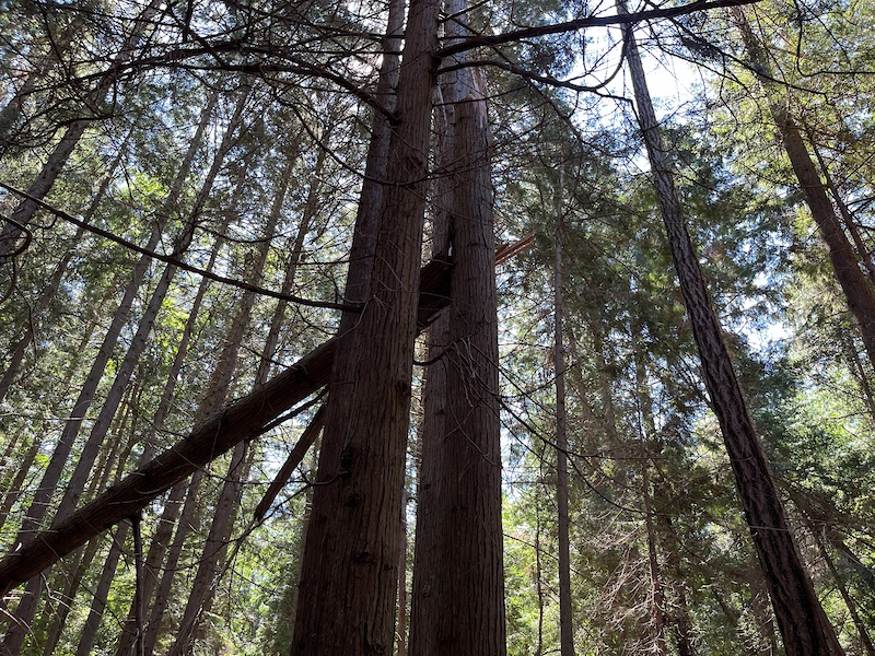 in Whistler, British Columbia, Canada - photo by ralphforsyth - Pinkbike