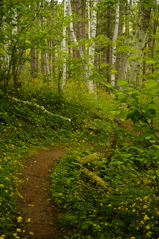 Lester River Trail Mountain Biking Trail Duluth, MN