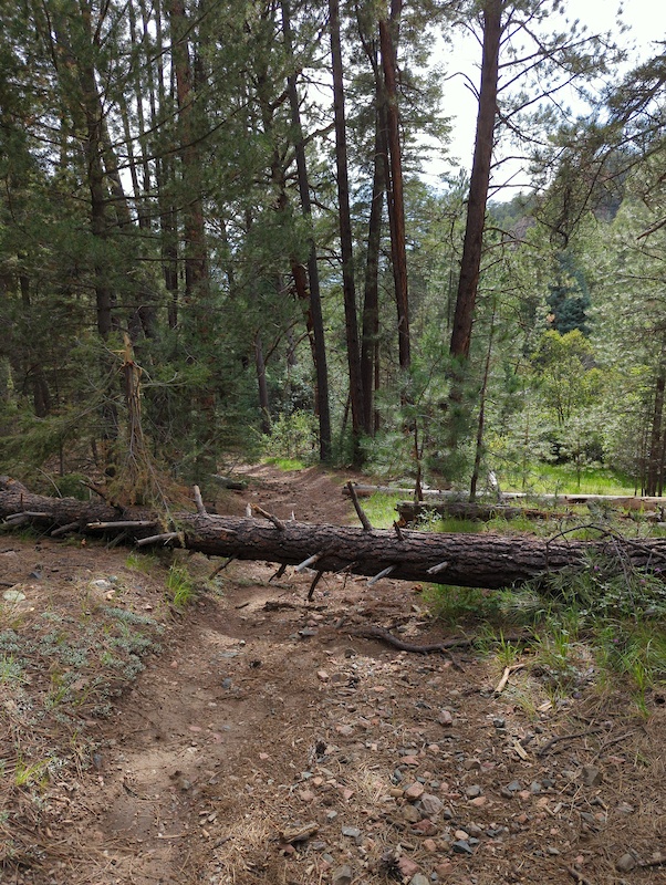 Lower Winsor (Chamisa to Lodge Rd) Mountain Biking Trail