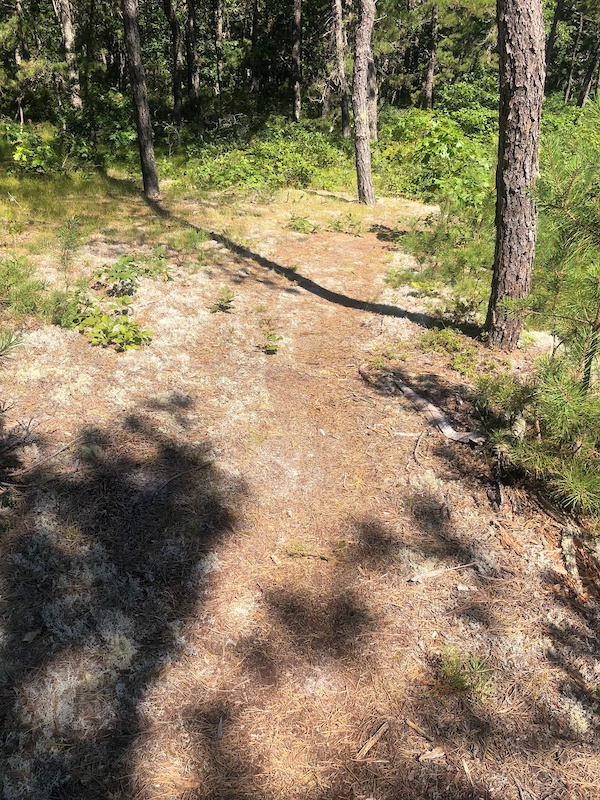 Mashpee Pine Barrens Wildlife Management Area, Mashpee Mountain Biking Trails Trailforks