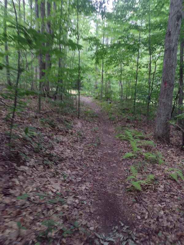 Log Slide Trail Multi Trail - Wellsboro, Pennsylvania