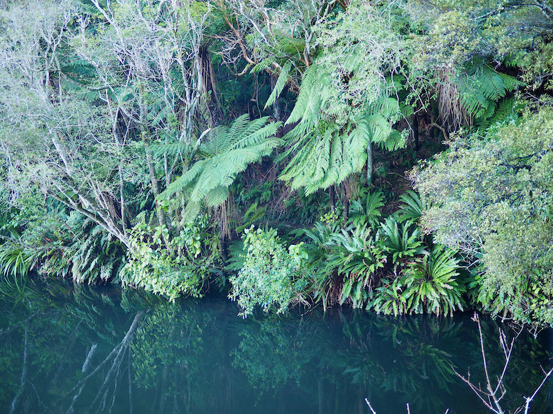 Sawyers Bay Reservoir Loop Hiking Trail Dunedin