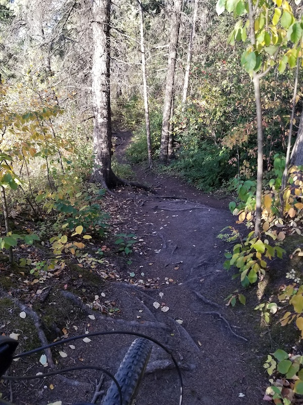 Root and Roll Mountain Biking Trail Edmonton, Alberta