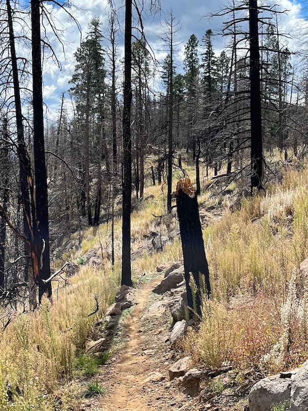 big-bang-multi-trail-flagstaff-arizona-trailforks