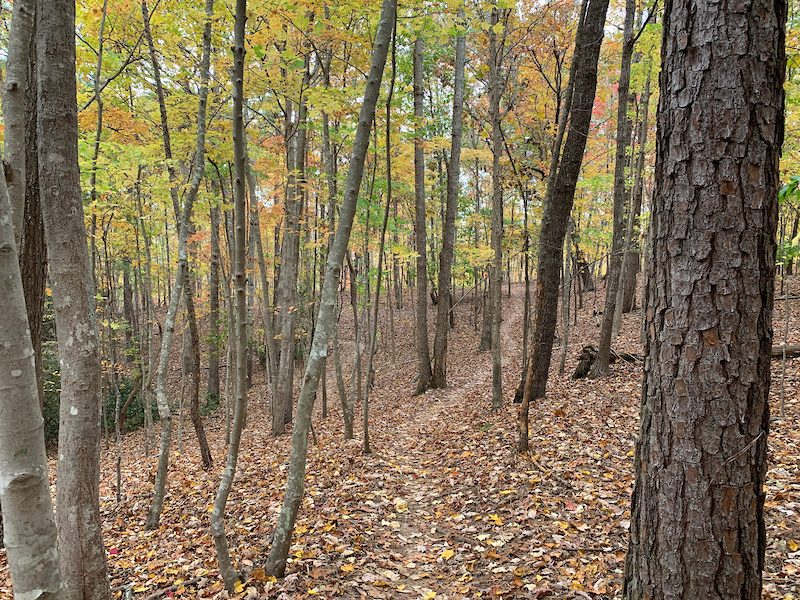 Flying Squirrel Mountain Biking Trail Gainesville